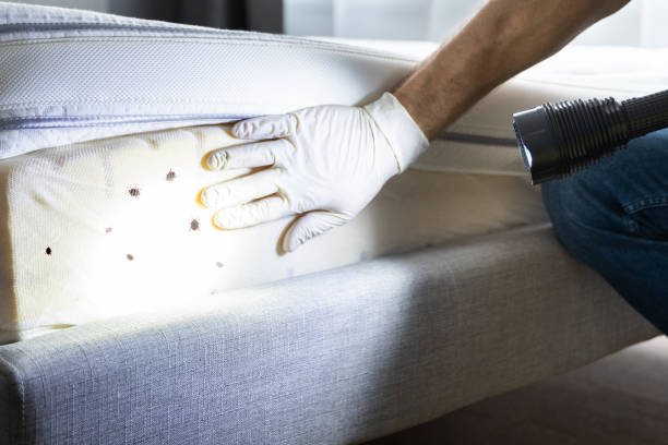 Best Mosquito Control Services  in Nesconset, NY