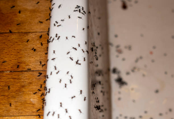 Best Pest Control for Homes  in Nesconset, NY