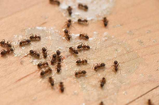 Best Best Pest Control Companies  in Nesconset, NY